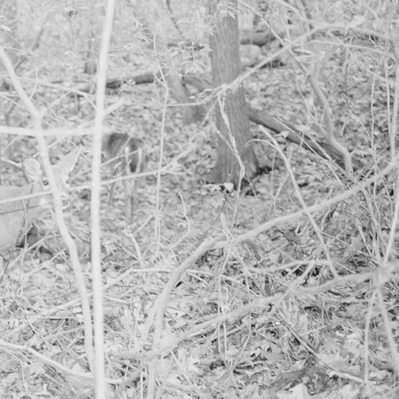 Tongue Depressor Bones For Time Vinyl Record