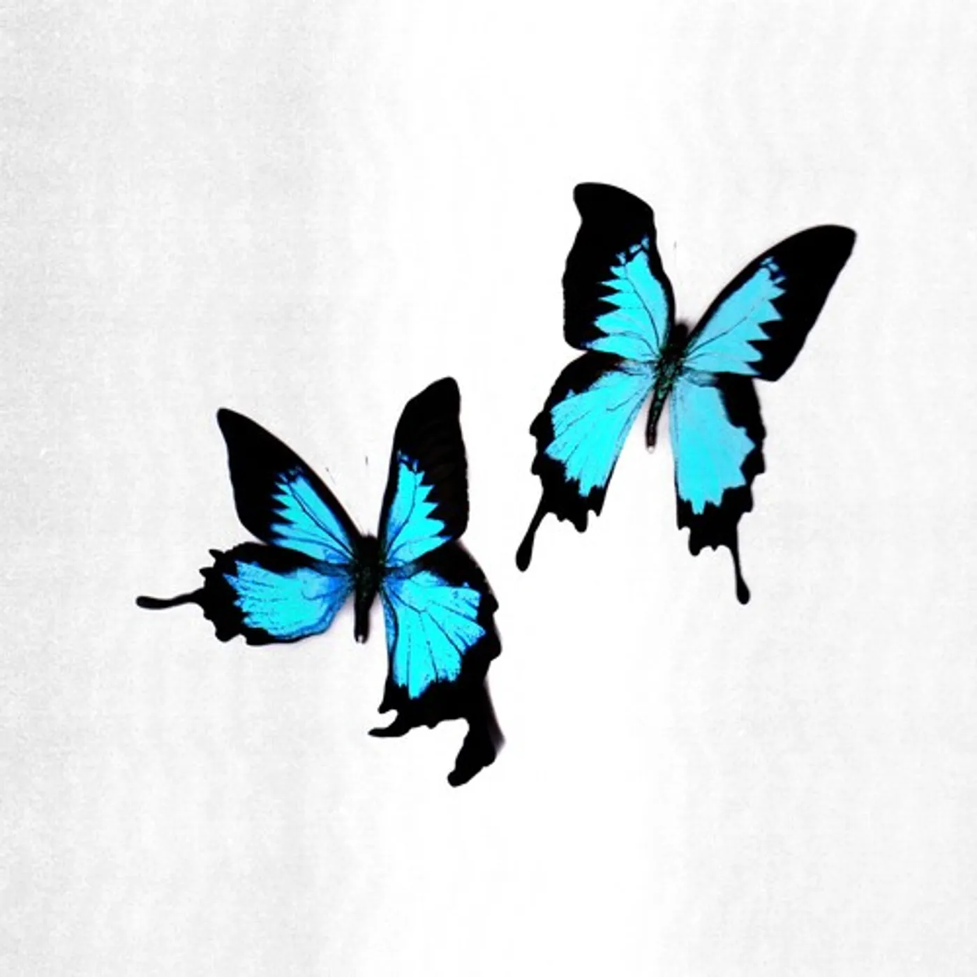 Korine Tear Vinyl Record