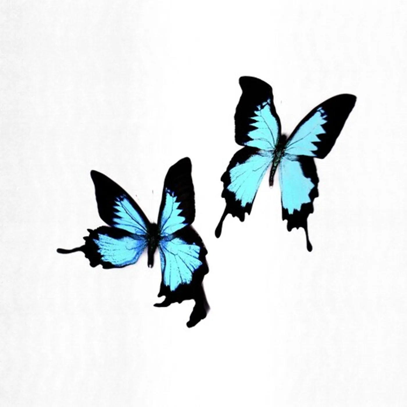 Korine Tear Vinyl Record