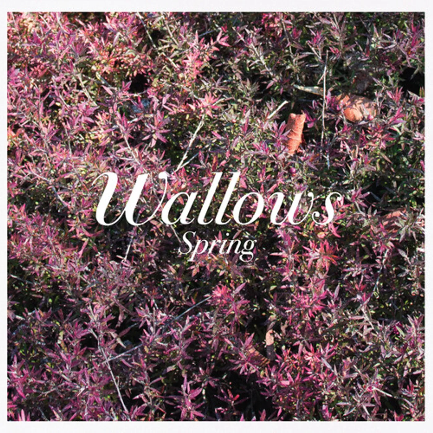 Wallows SPRING CD