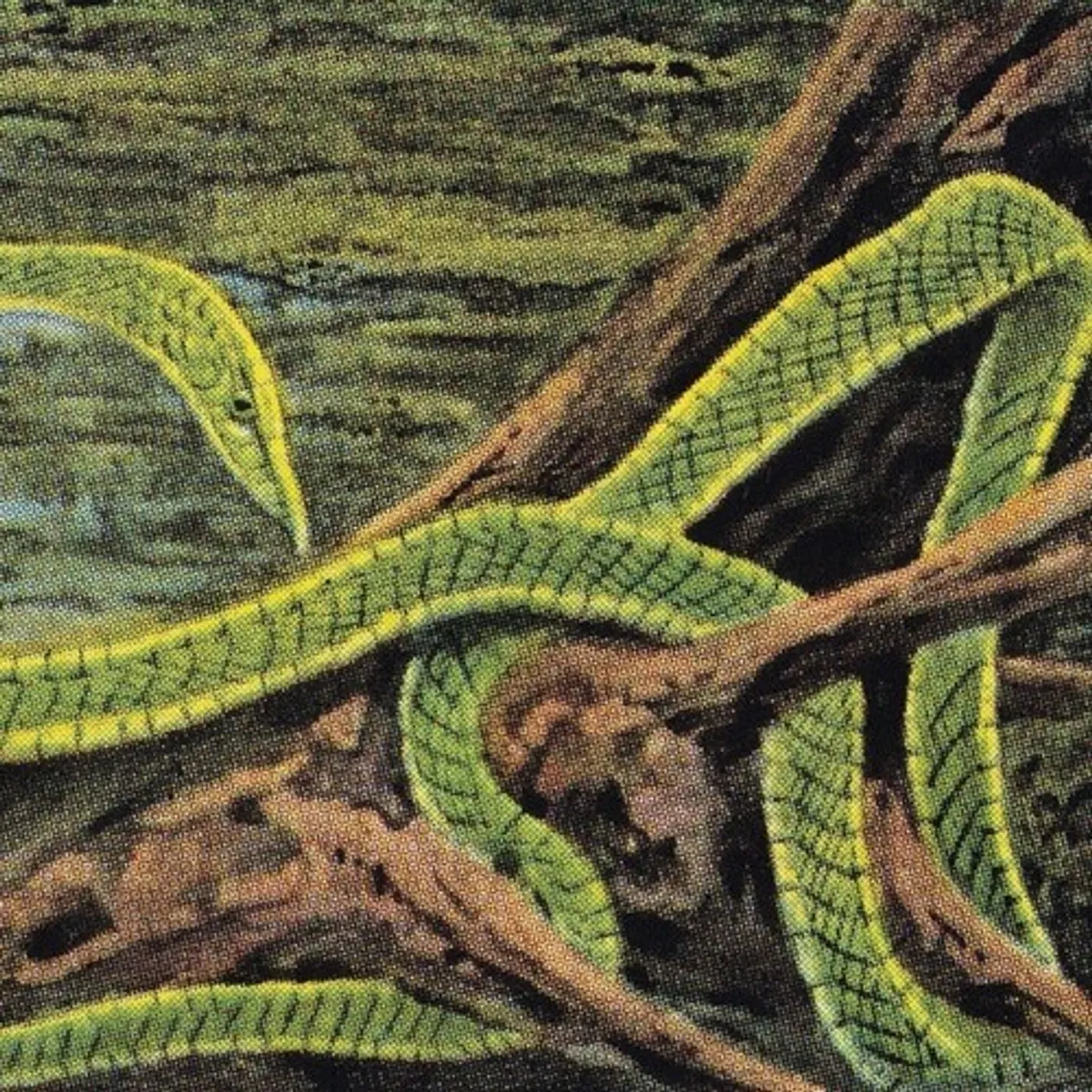 Rainforest Spiritual Enslavement Green Graves Vinyl Record