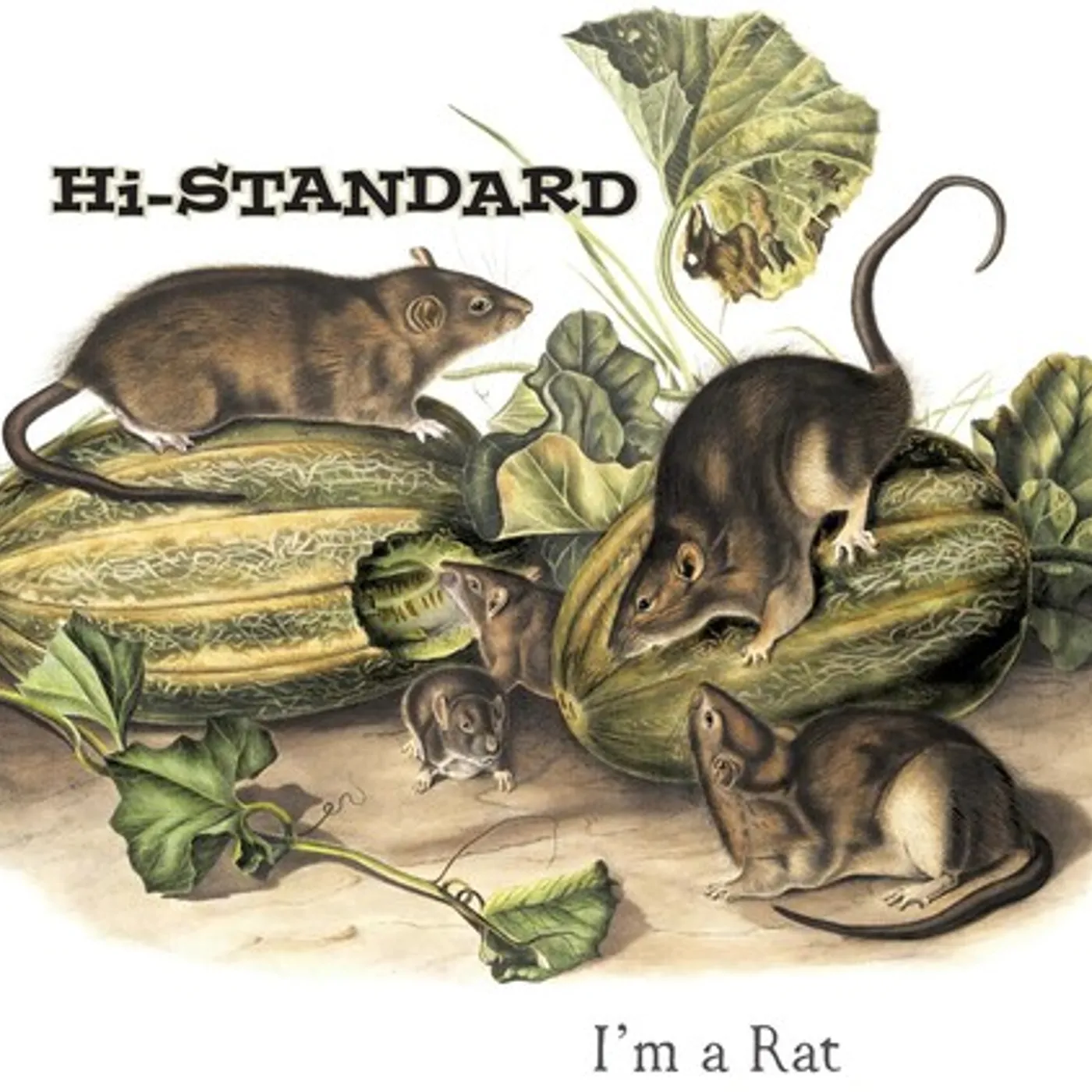 Hi-STANDARD I'm A Rat Vinyl Record