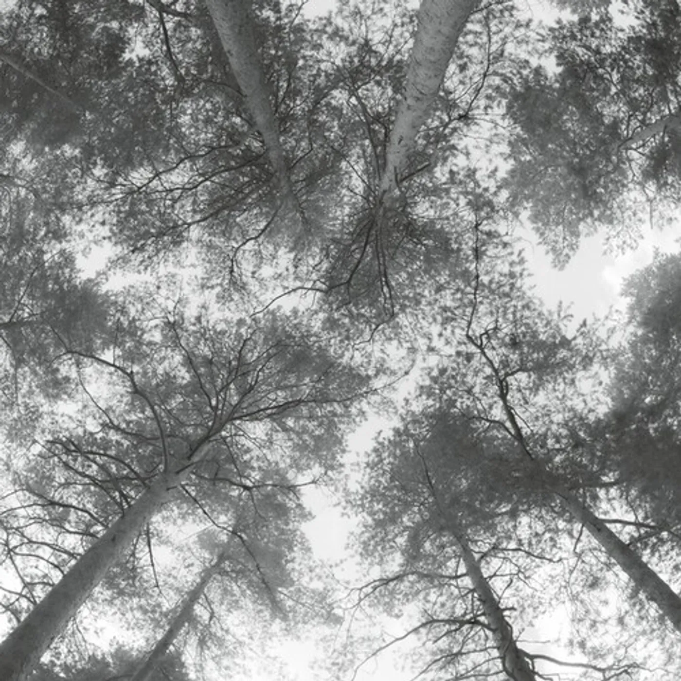 Cassandra Miller TRAVELLER SONG / THANKSONG Vinyl Record