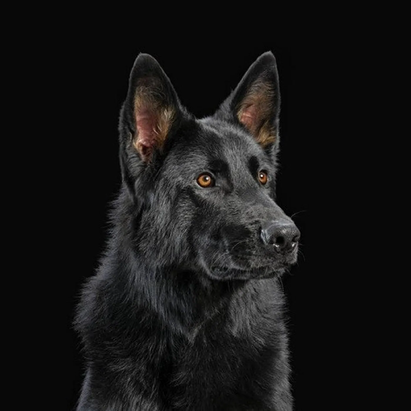 DIE NERVEN Vinyl Record