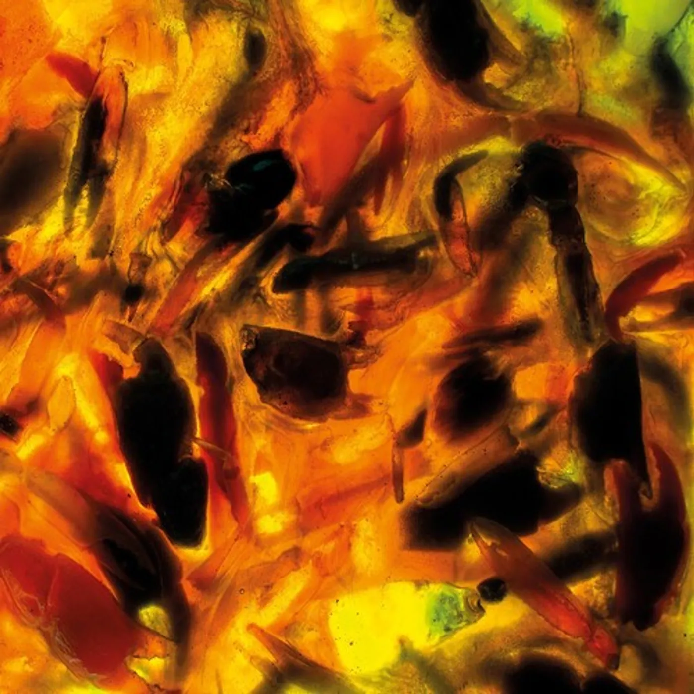 Plague Rider INTENSITIES CD