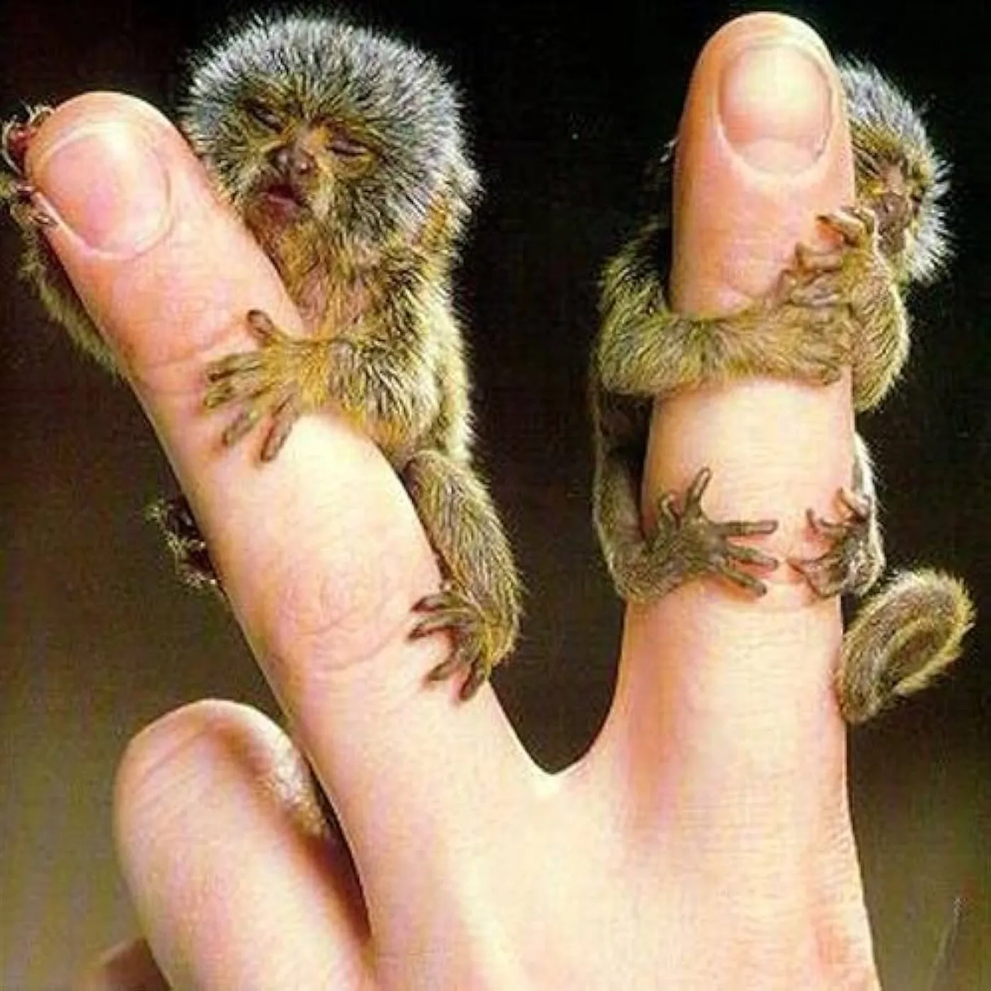 Overwhelming Colorfast TWO WORDS Vinyl Record