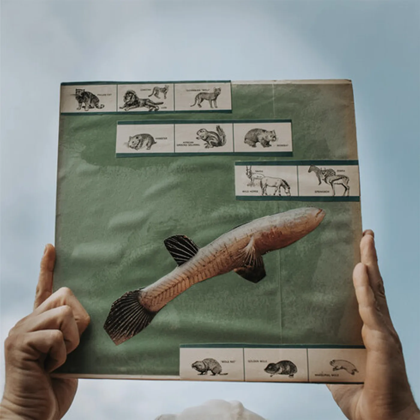 Cotton Jones RIVER STRUMMING Vinyl Record