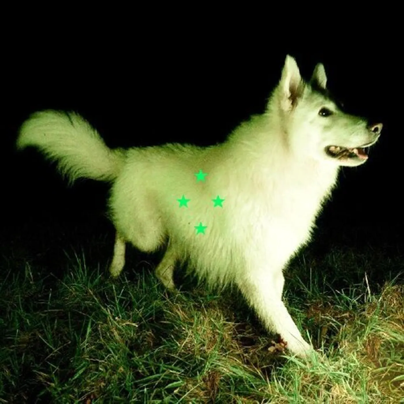 Real Farmer Compare What's There (Fluorescent Green) Vinyl Record