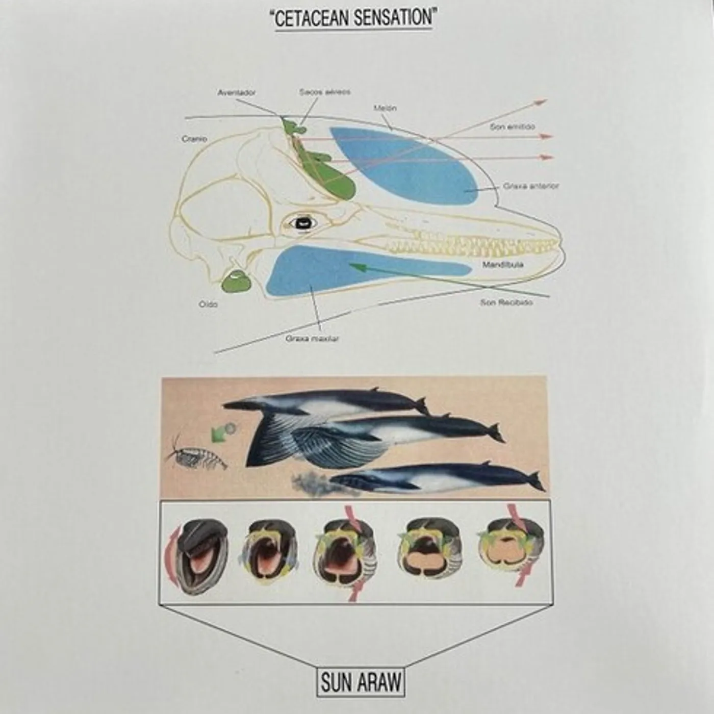 Sun Araw Cetacean Sensation Vinyl Record