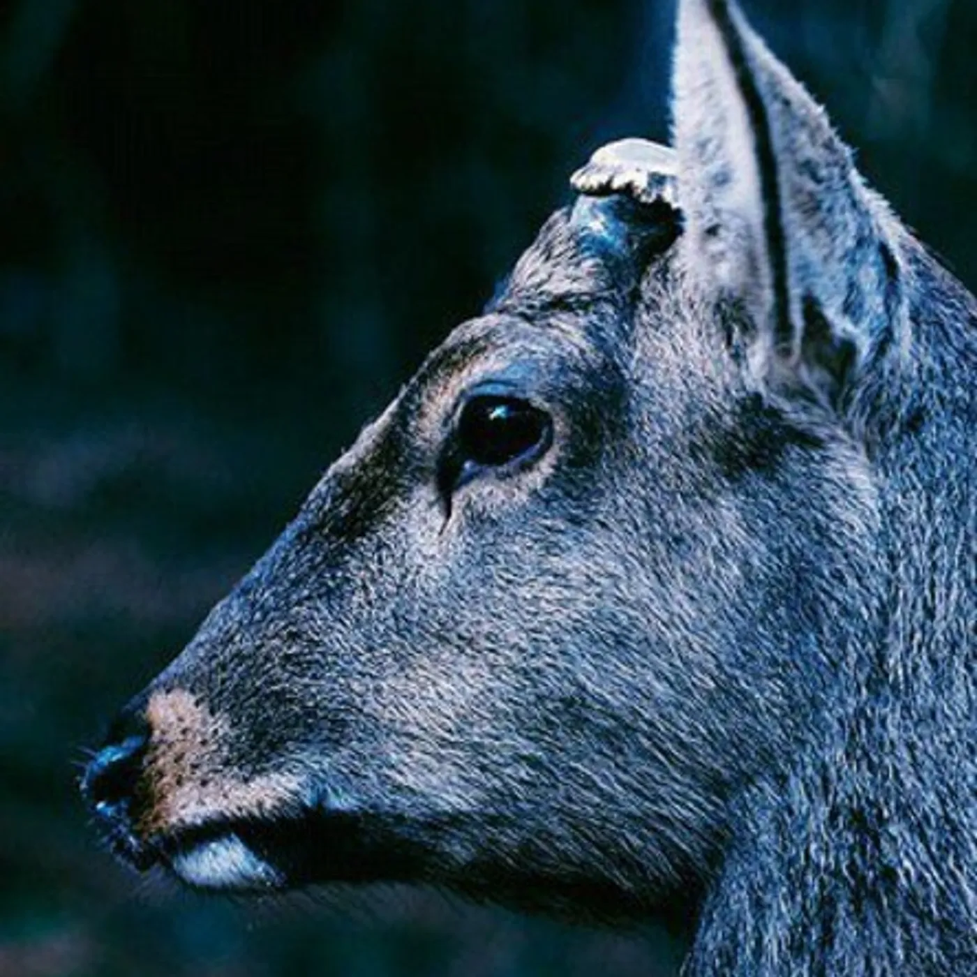 toe BOOK ABOUT MY IDLE PLOT ON A VAGUE ANXIETY CD