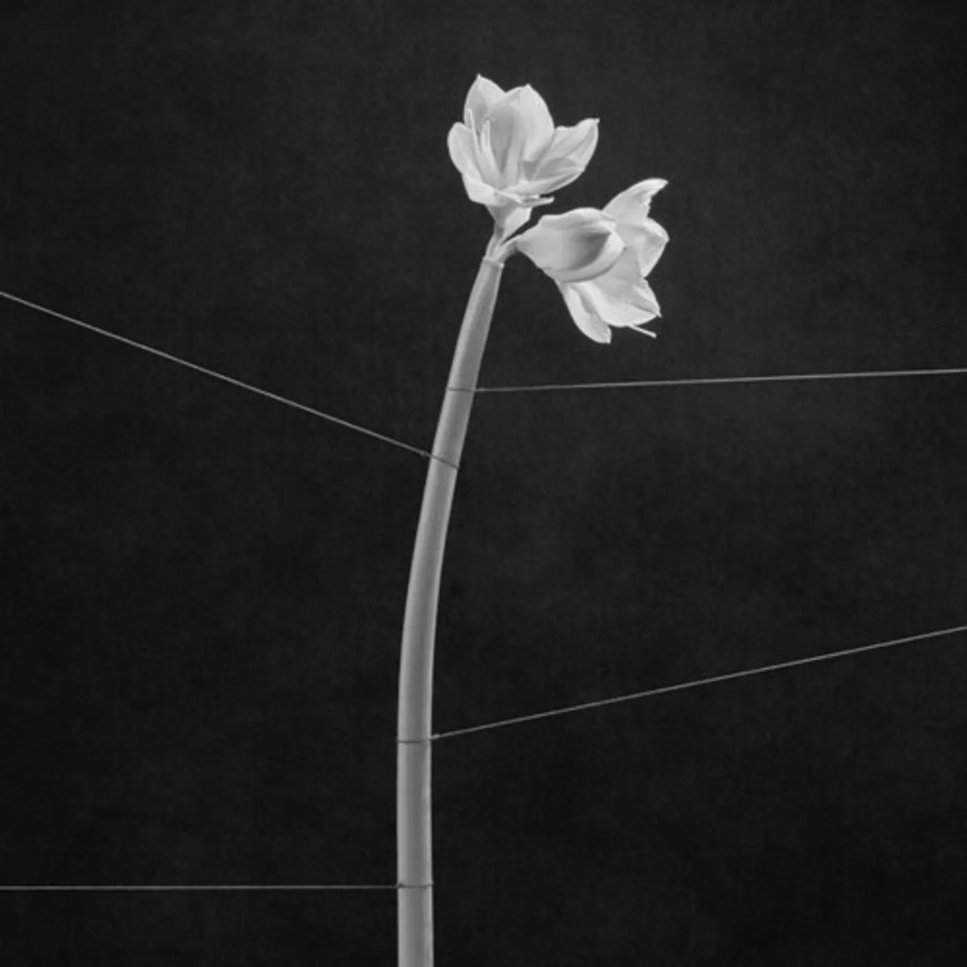 Trentemøller DREAMWEAVER Vinyl Record