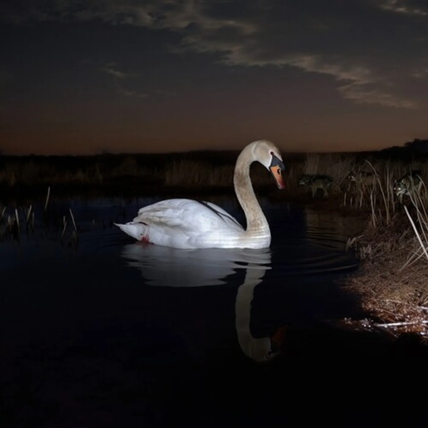 Ludwig Wandinger IS PEACE WILD Vinyl Record