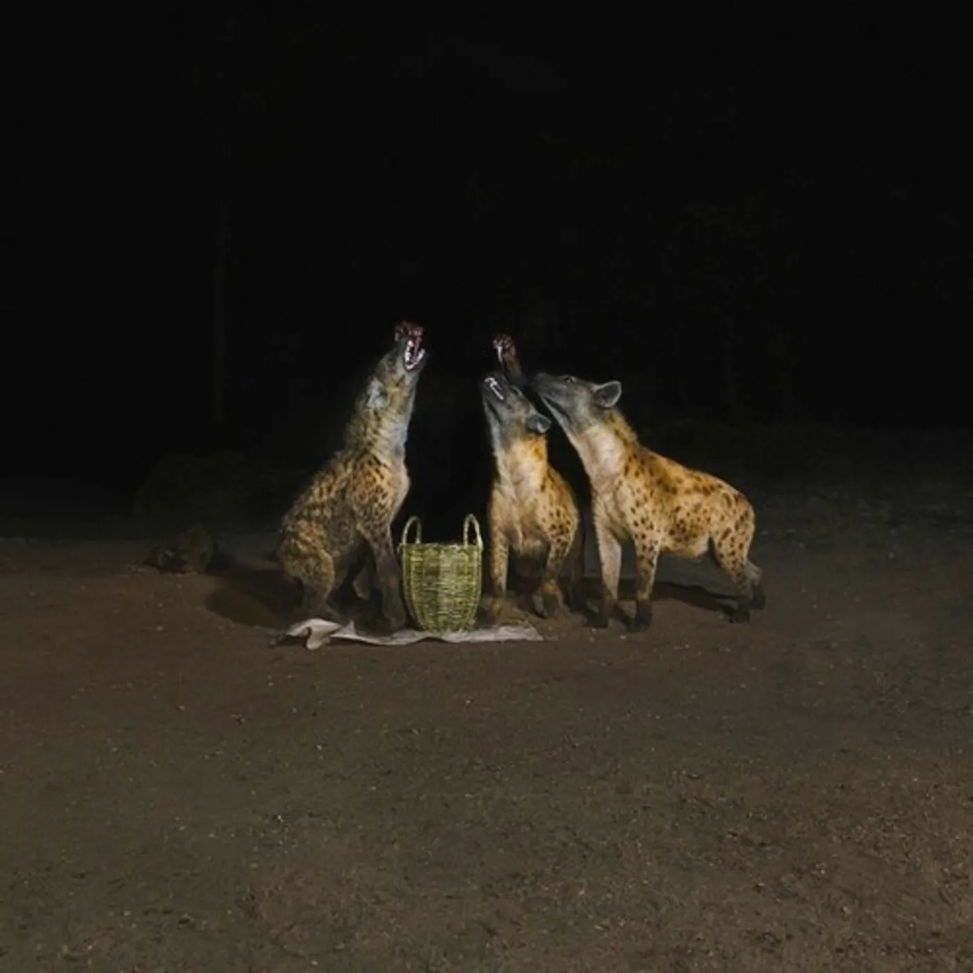 Years Of Denial SUICIDE DISCO Vinyl Record