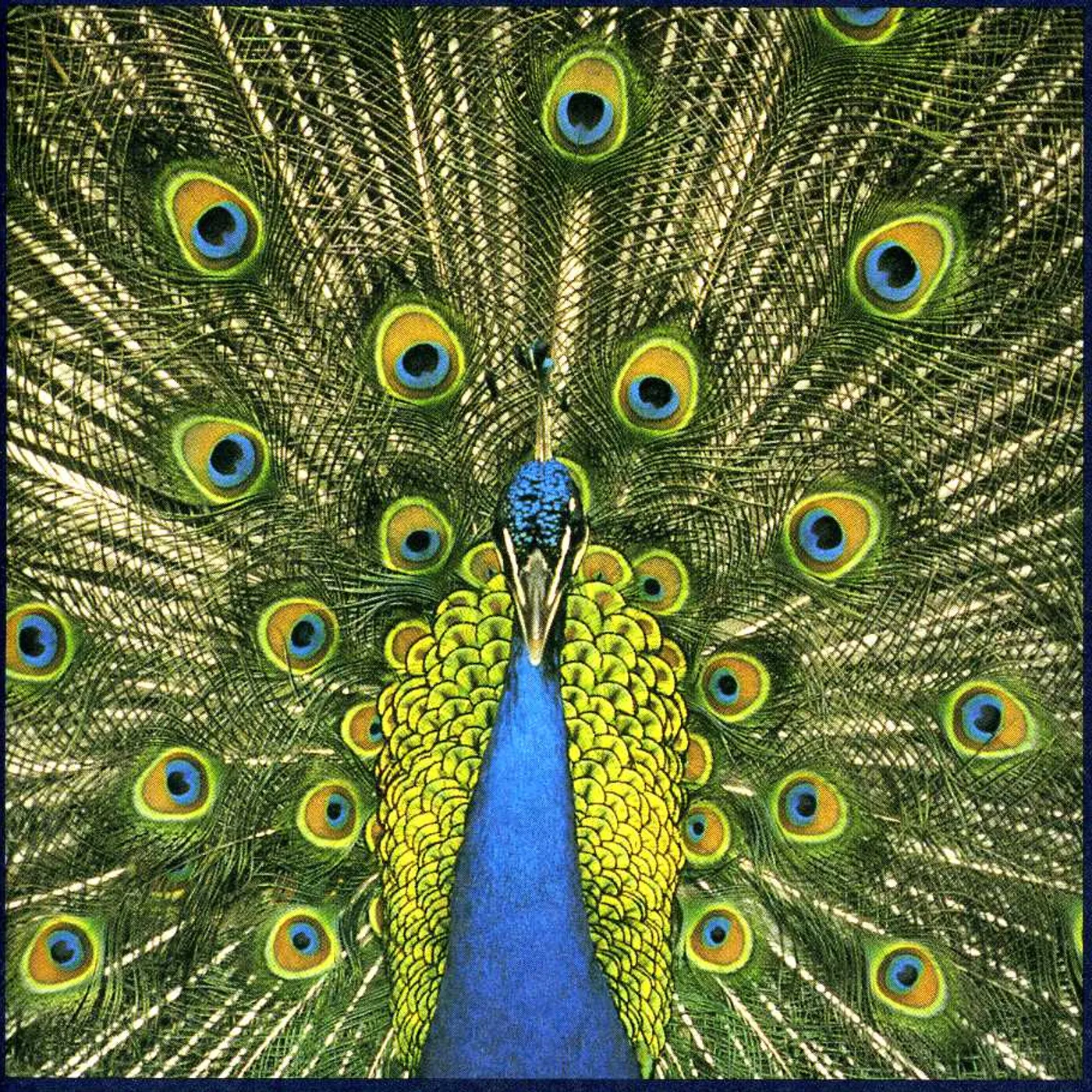 The Bluetones EXPECTING TO FLY CD
