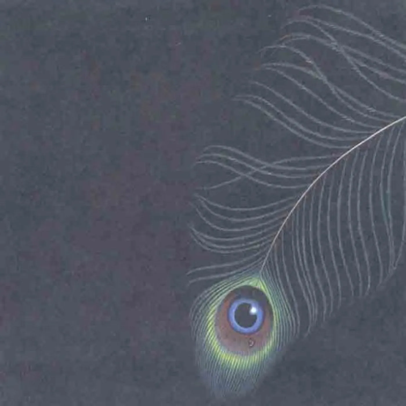 Unwed Sailor CIRCLES CD