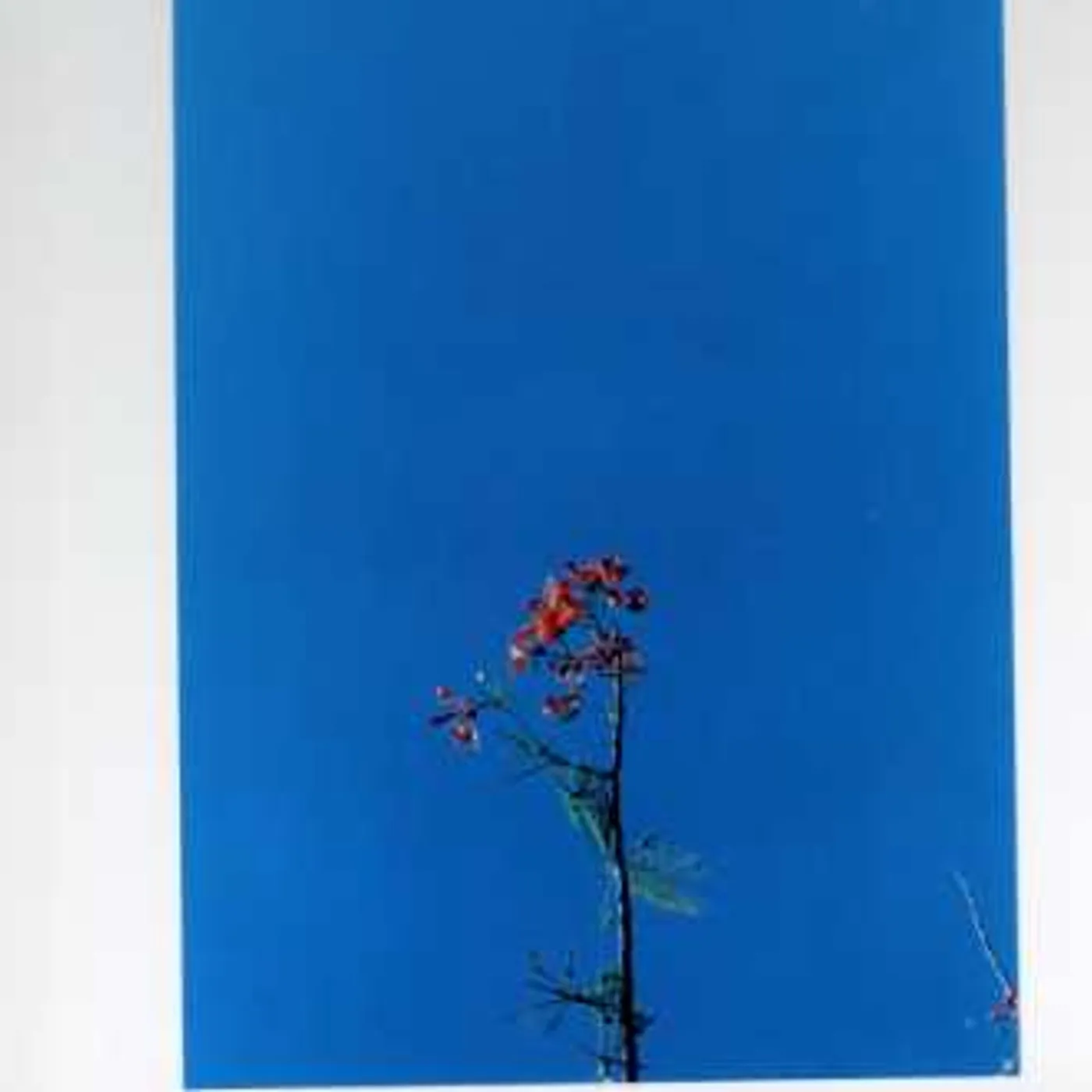 Joanna Newsom & THE YS STREET BAND EP CD