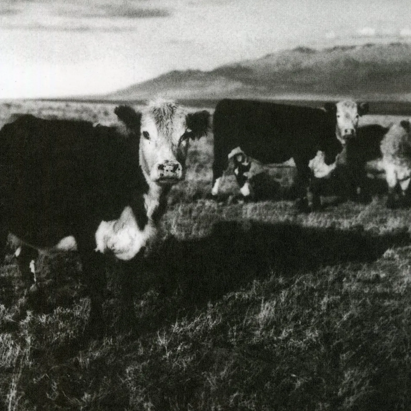 Mark Kozelek FINALLY CD