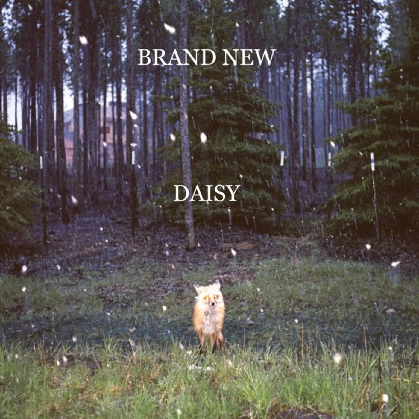 Brand New DAISY CD