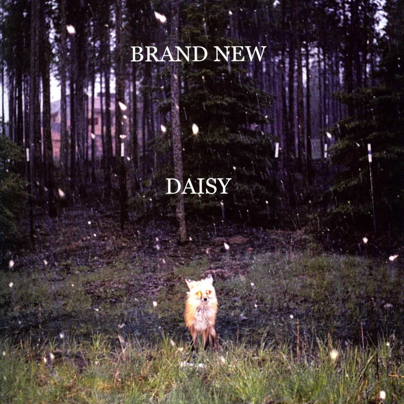 Brand New Daisy Vinyl Record