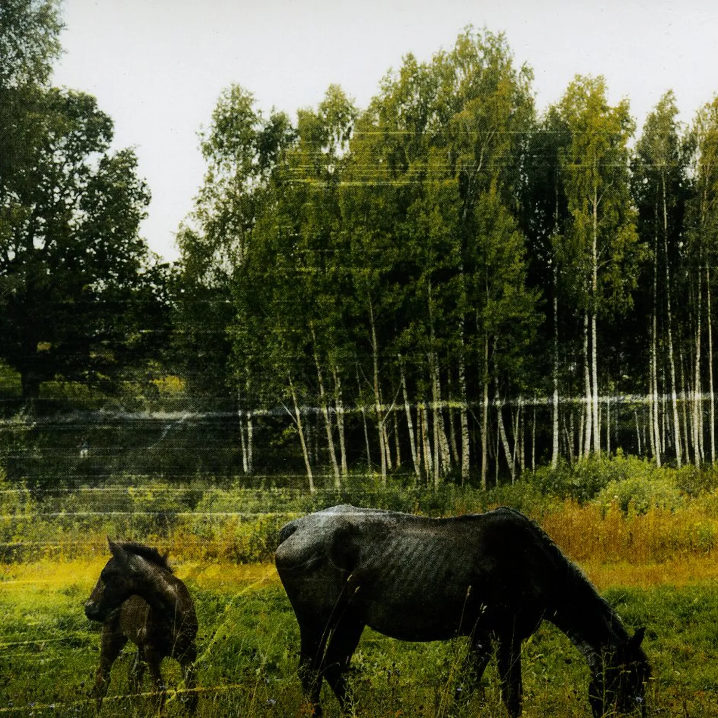 Pianos Become The Teeth OLD PRIDE CD