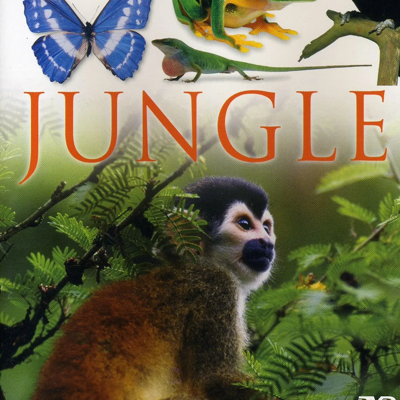 EYEWITNESS: JUNGLE DVD