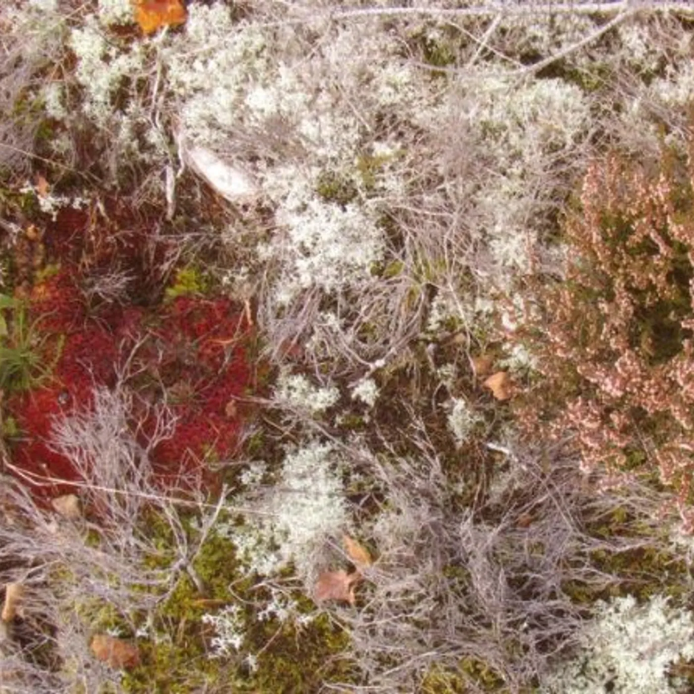 Fursaxa Mycorrhizae Realm Vinyl Record