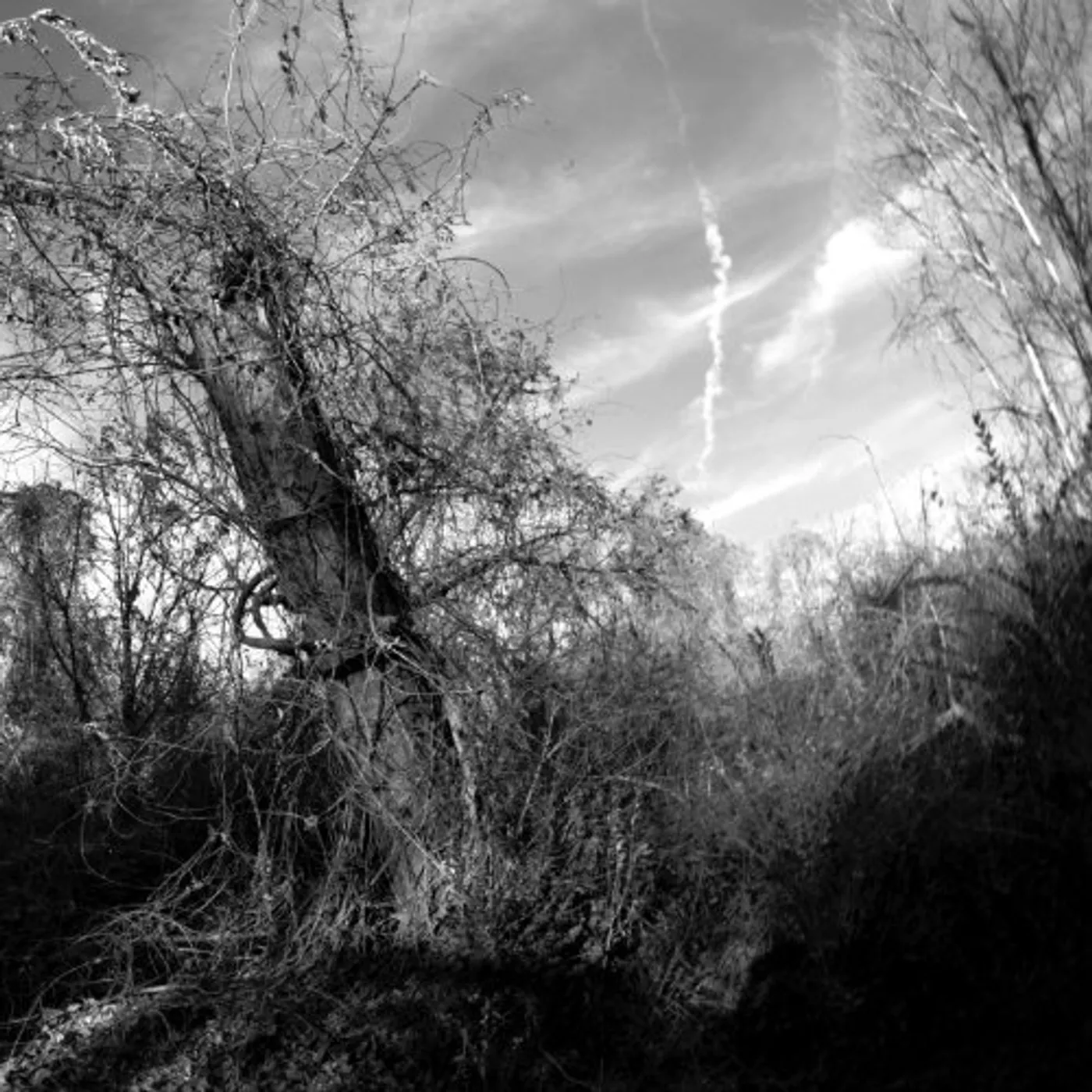 Harvey Milk SMALL TURN OF HUMAN KINDNESS CD