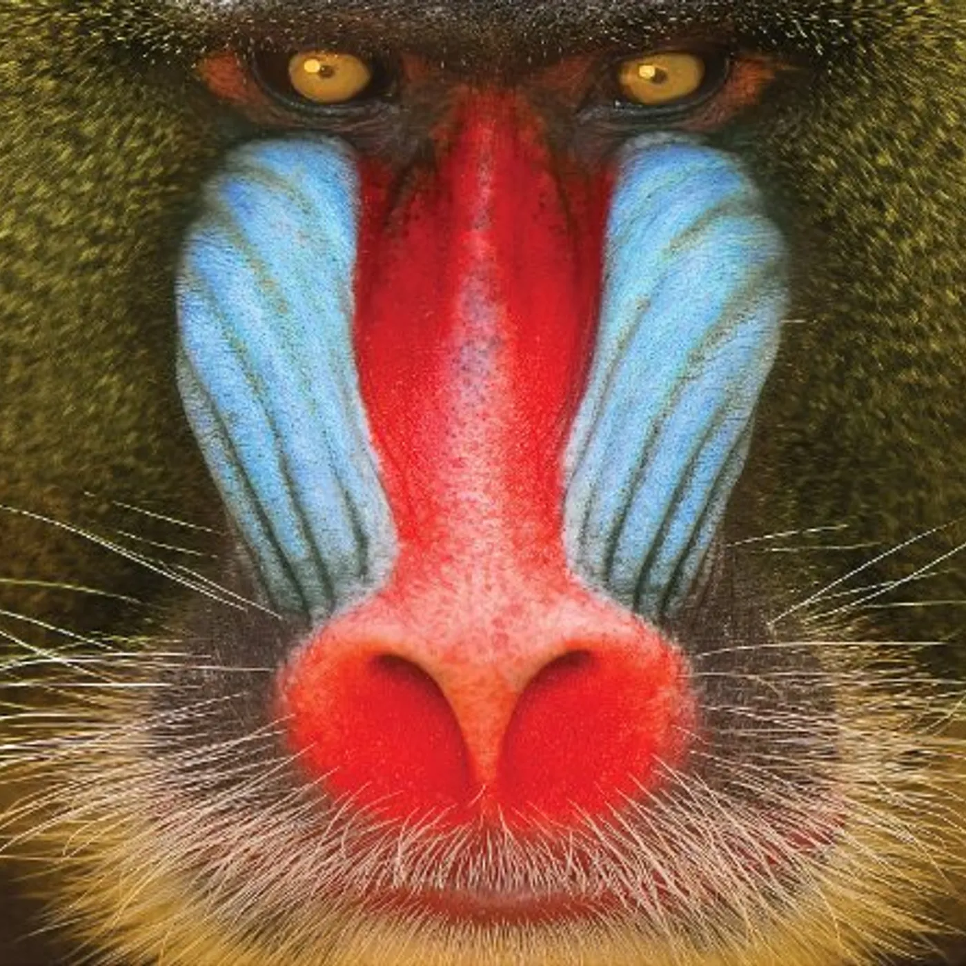 Suckers WILD SMILE CD