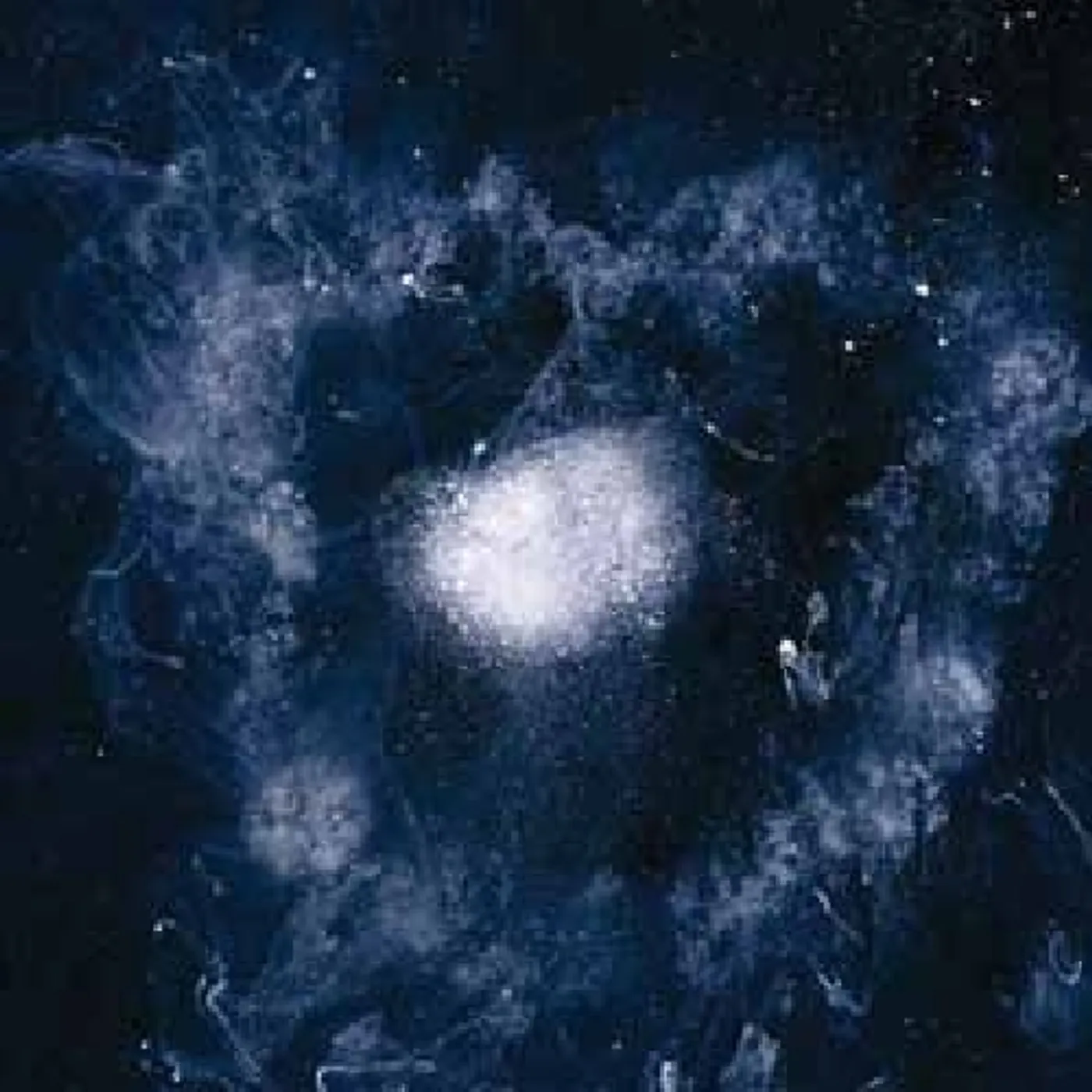 Swans My Father Will Guide Me Up A Rope To The Sky Vinyl Record