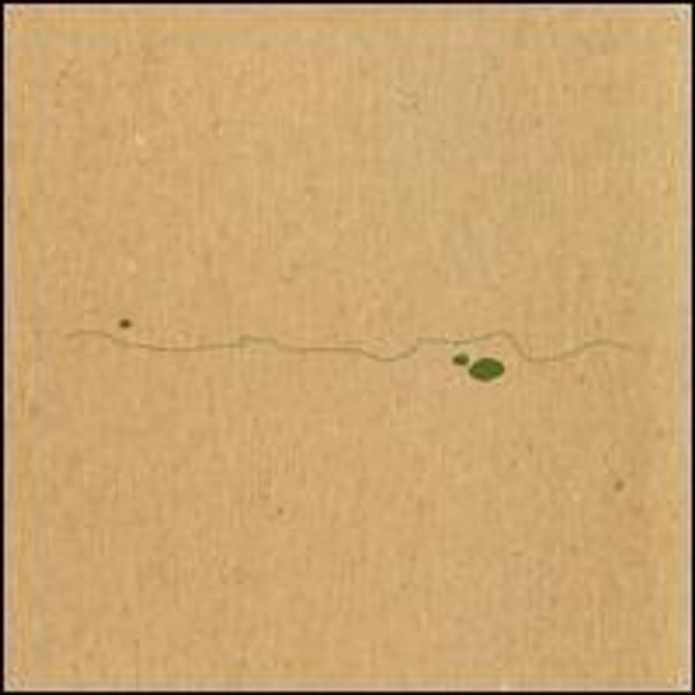 Taylor Deupree Shoals Vinyl Record