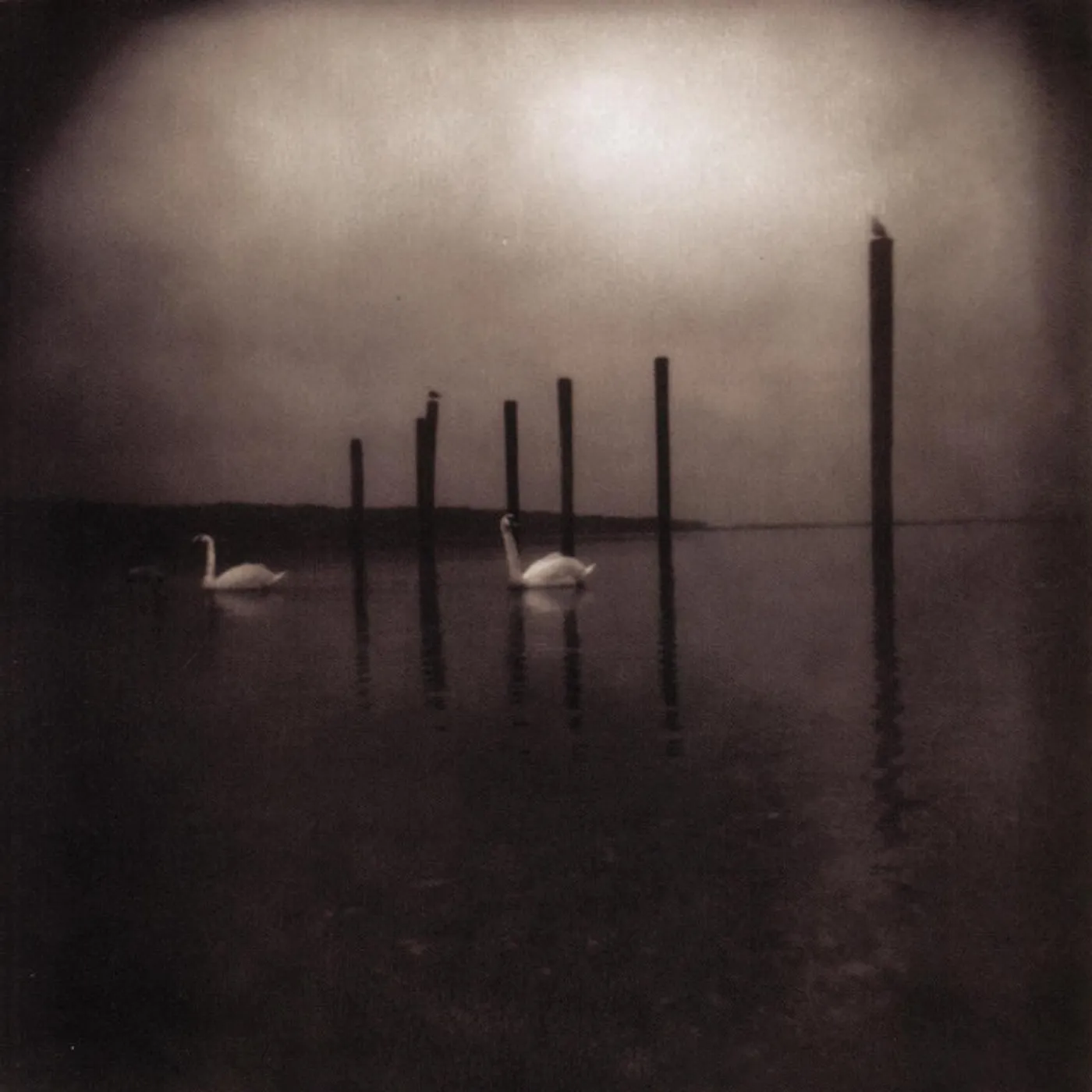 OM CONFERENCE OF THE BIRDS (PURPLE VINYL) Vinyl Record