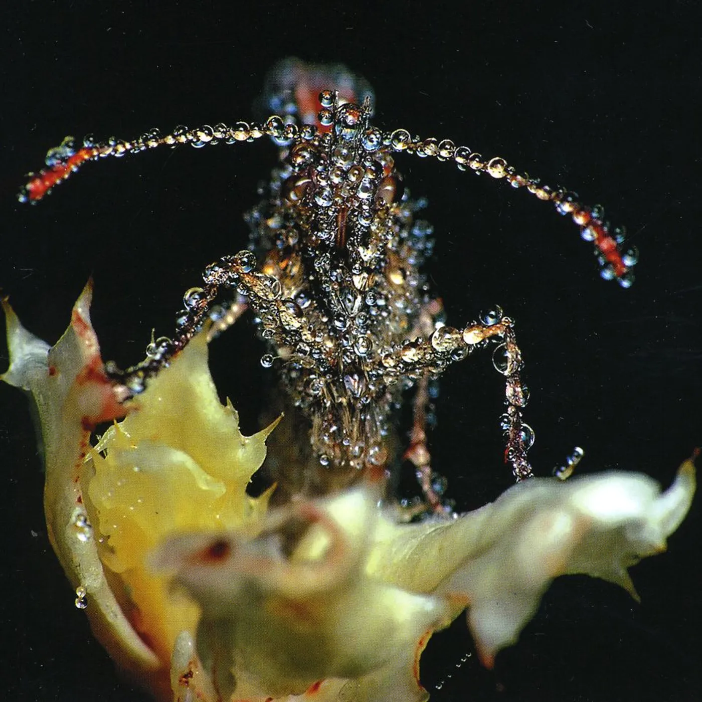 Gang Gang Dance EYE CONTACT CD