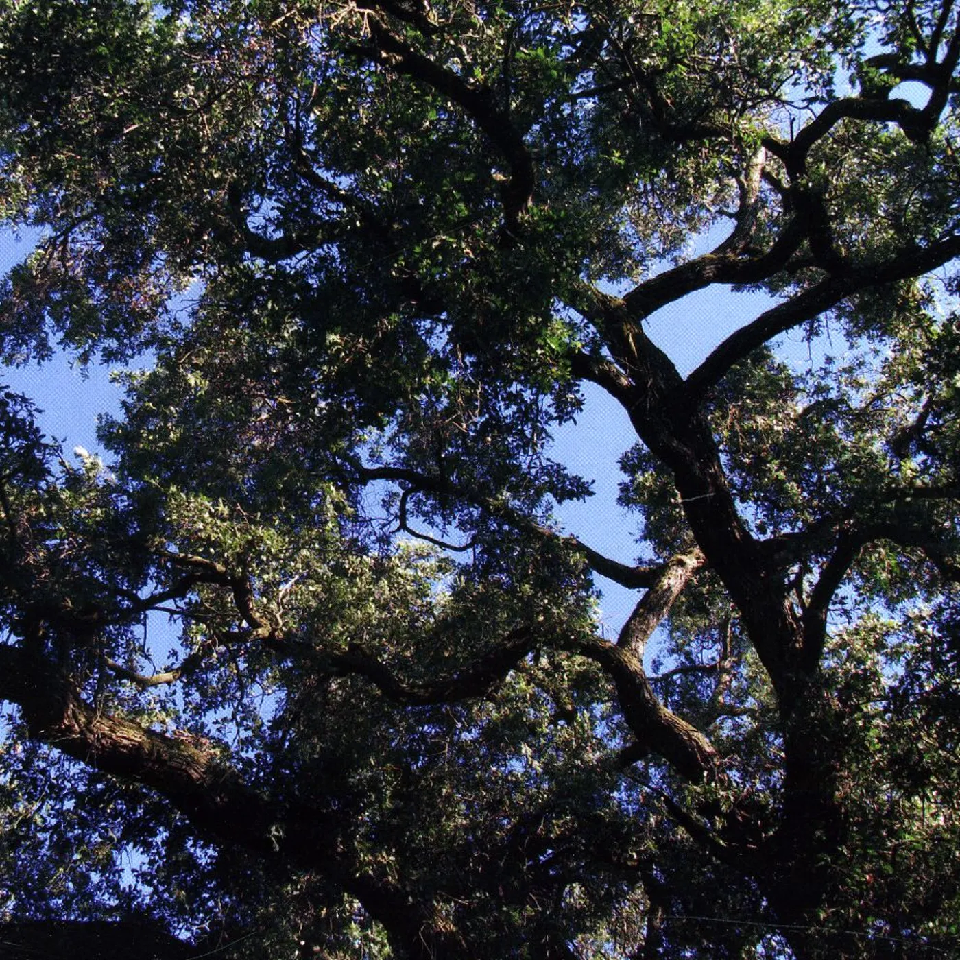 Charles Manson TREES CD