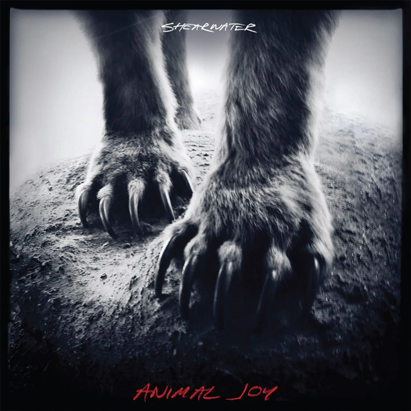 Shearwater ANIMAL JOY CD