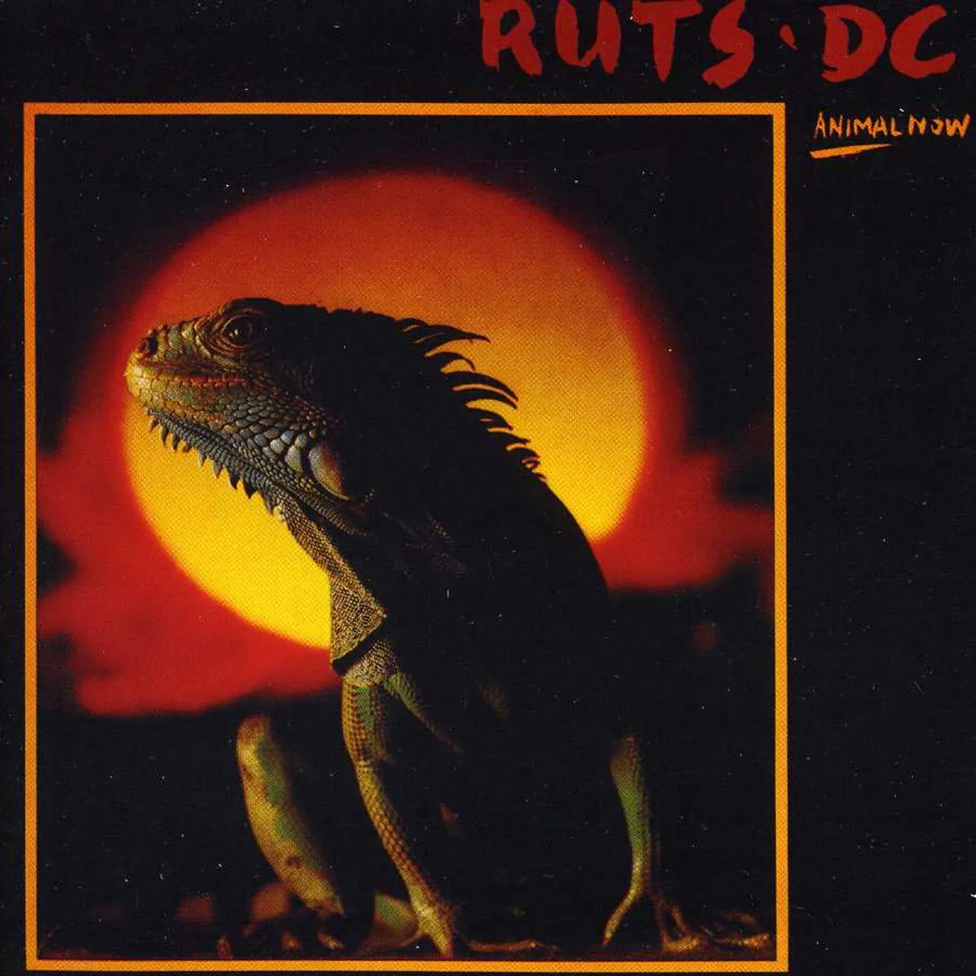 Ruts Dc ANIMAL NOW CD