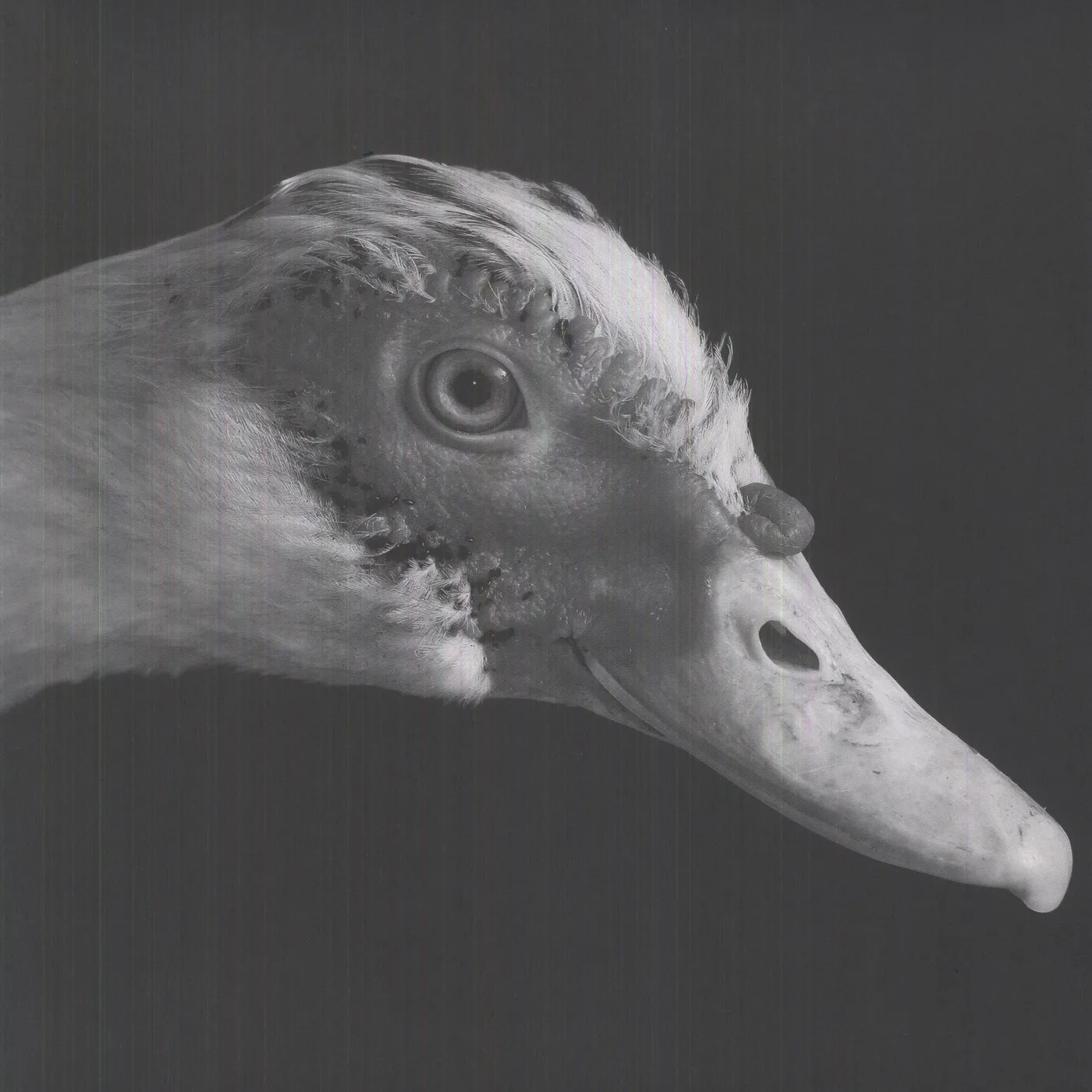 Be Svendsen Gross Kelle Vinyl Record