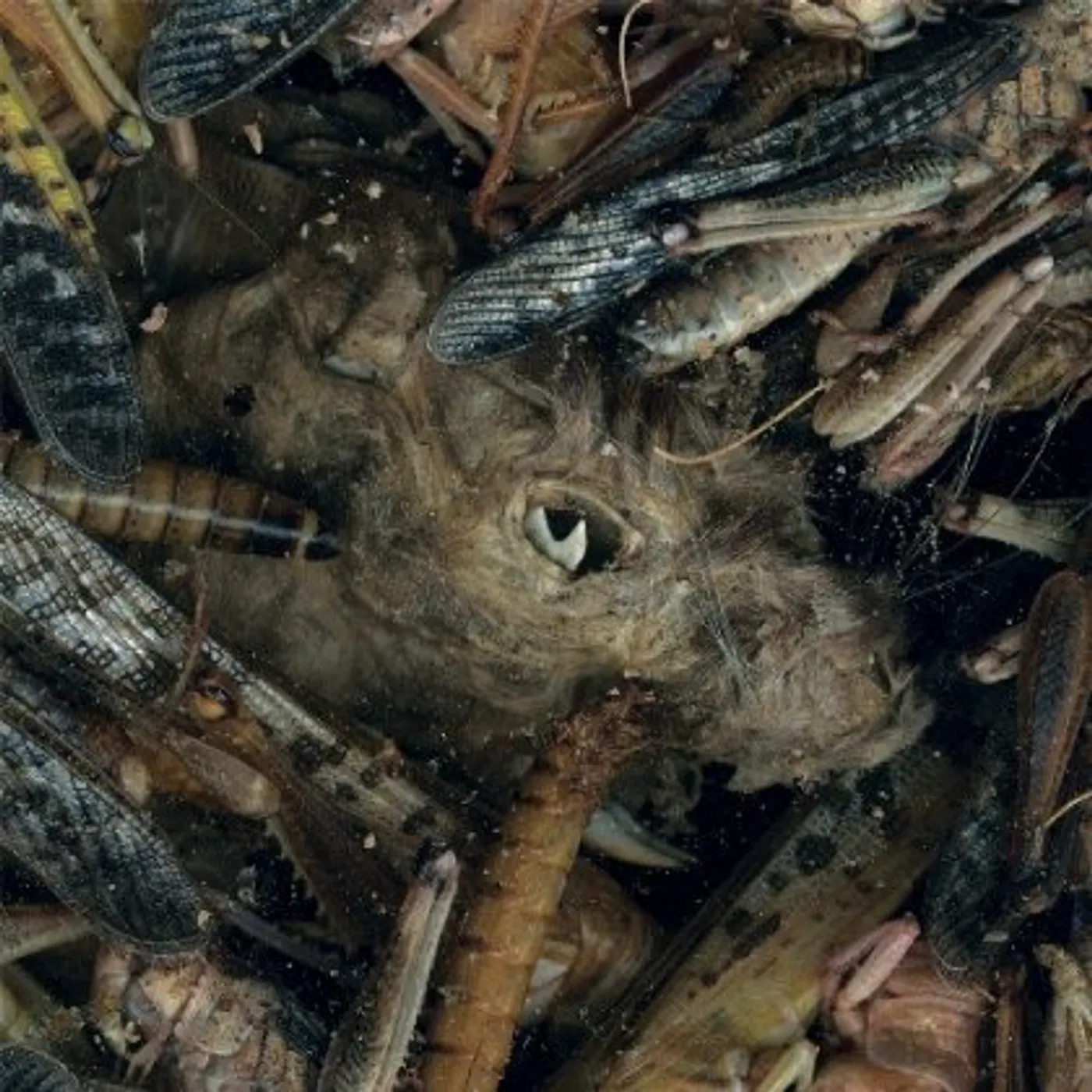 Hessian MANEGARMR CD