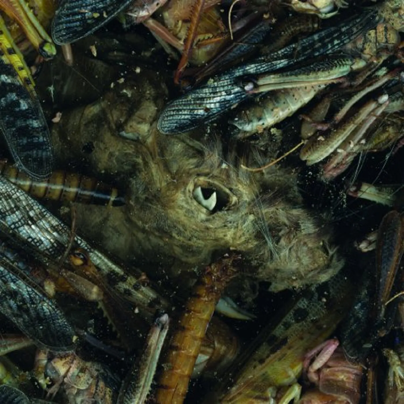 Hessian MANEGARMR Vinyl Record