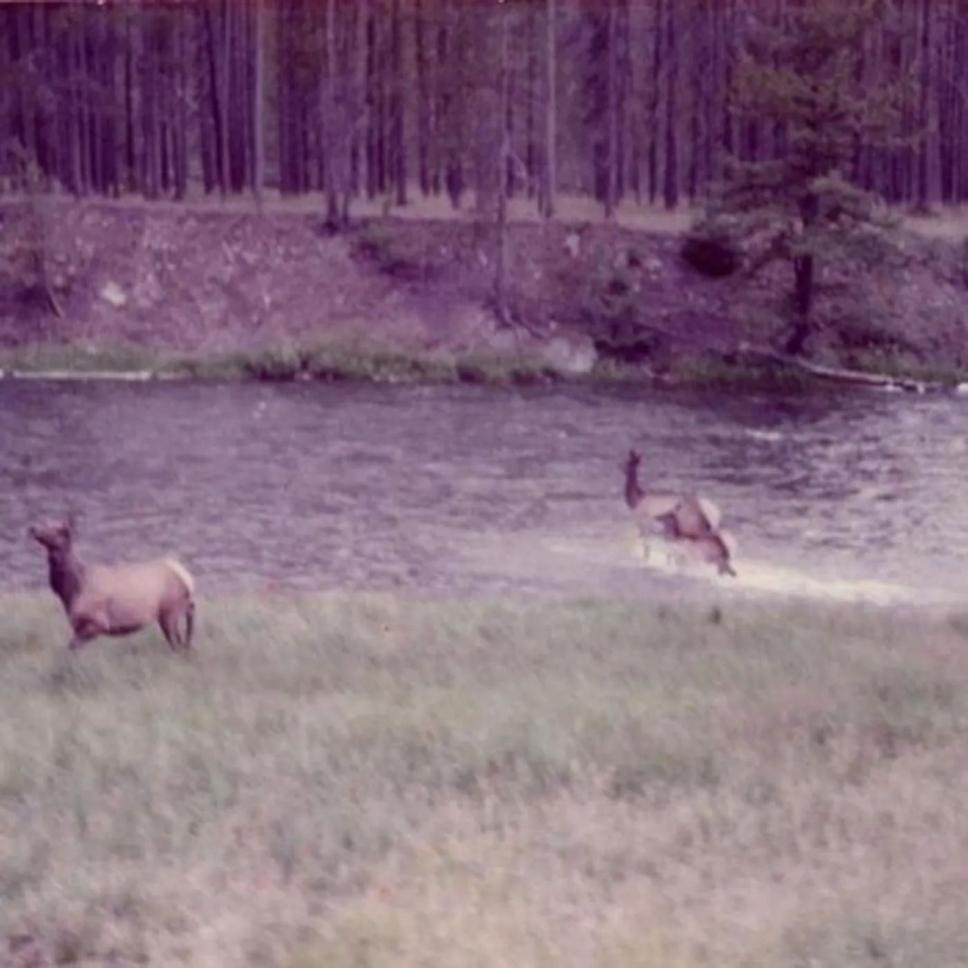 Seahaven Winter Forever Vinyl Record