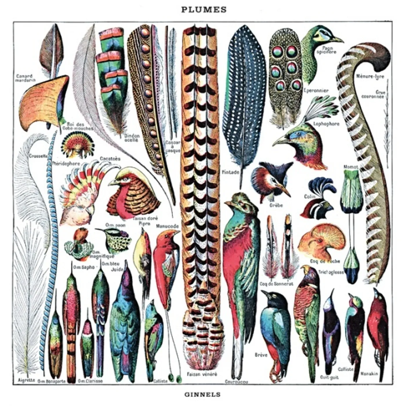 Ginnels PLUMES Vinyl Record