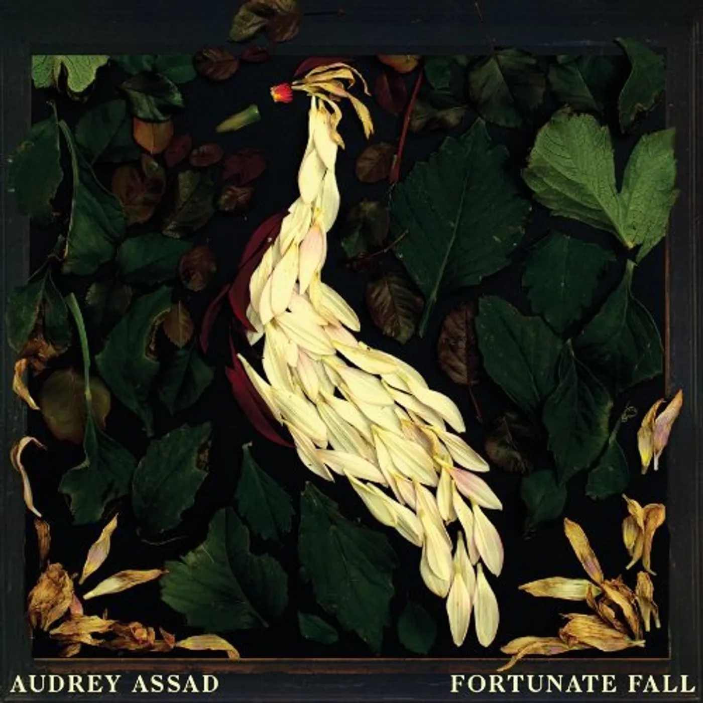 Audrey Assad FORTUNATE FALL CD