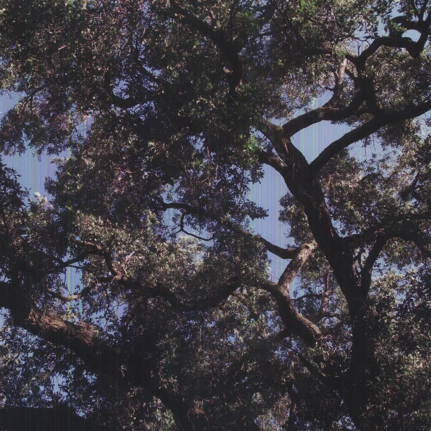 Charles Manson Trees Vinyl Record