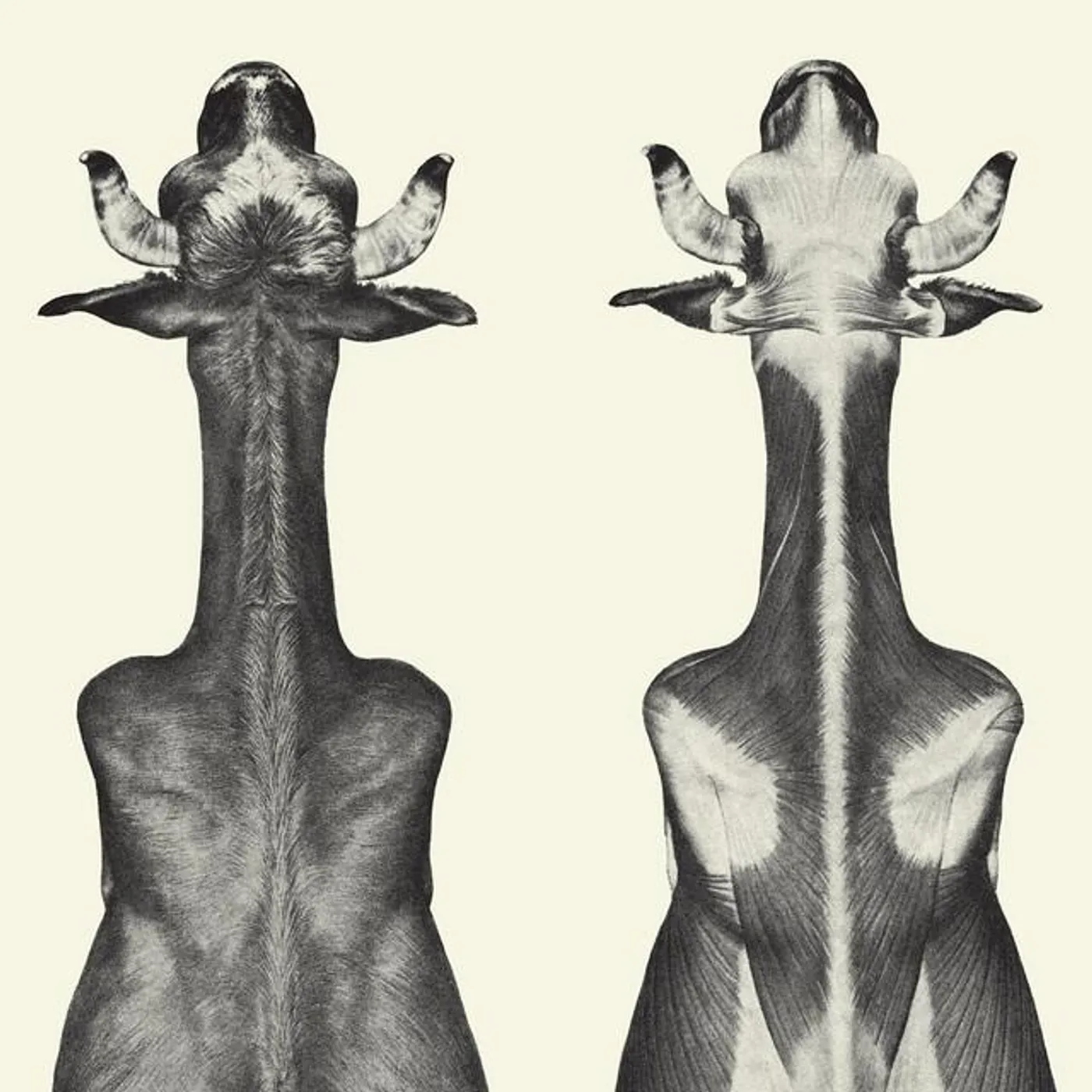 Moin MURPHY Vinyl Record