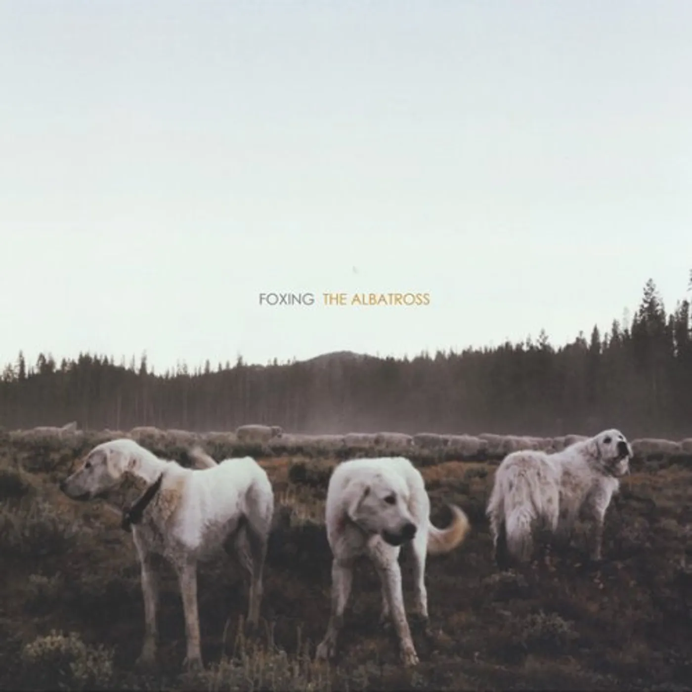 Foxing ALBATROSS (Vinyl)