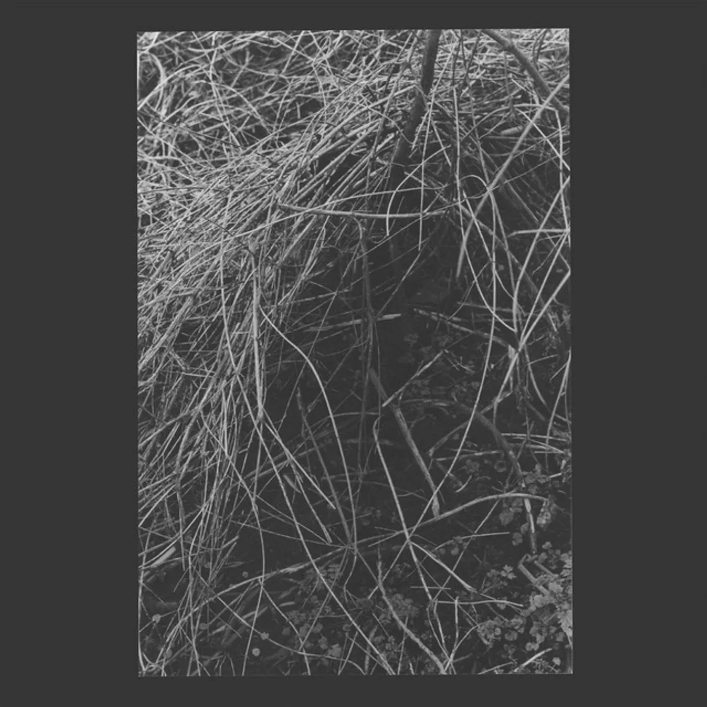 Annelies Monseré Nest Vinyl Record