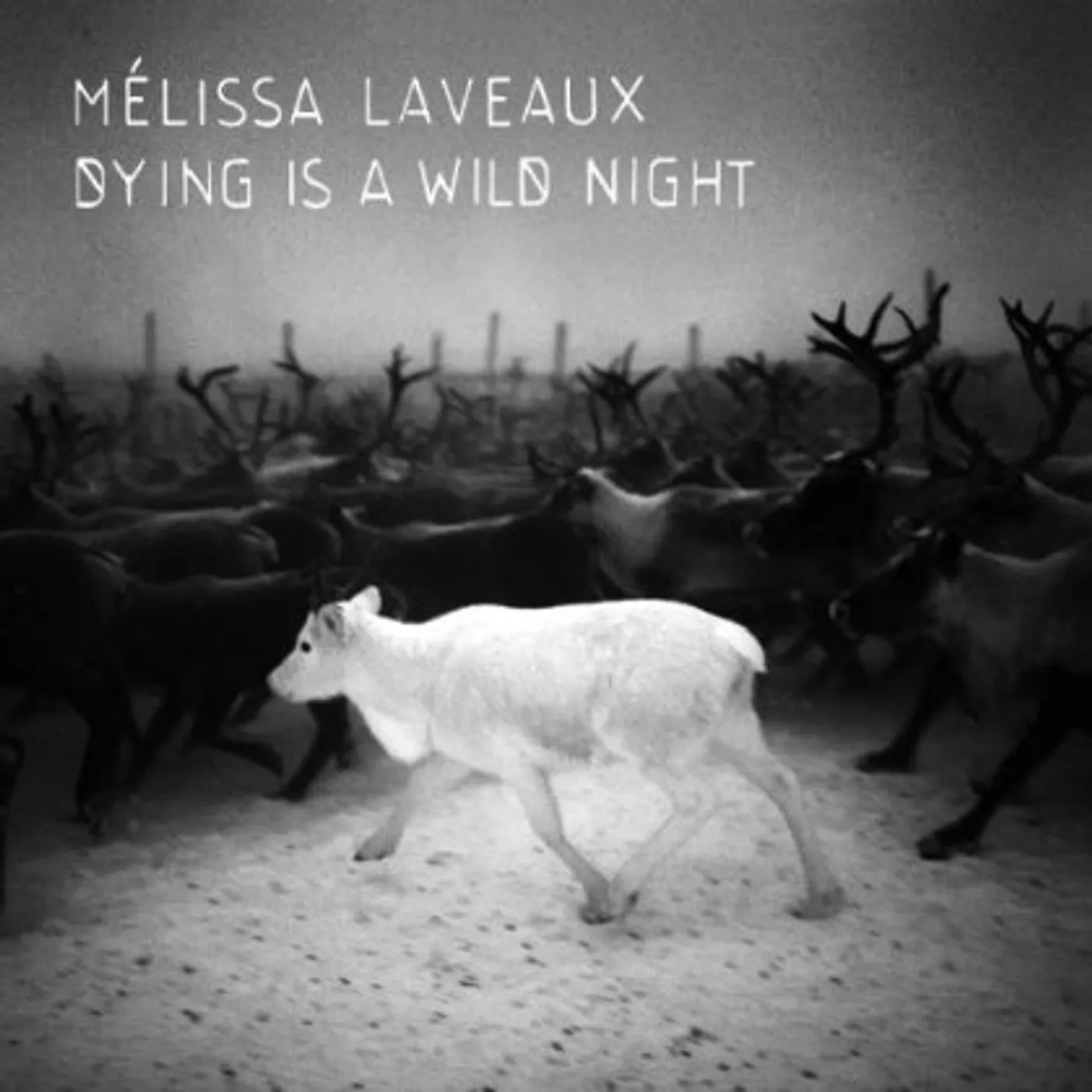 Melissa Laveaux DYING IS A WILD NIGHT CD