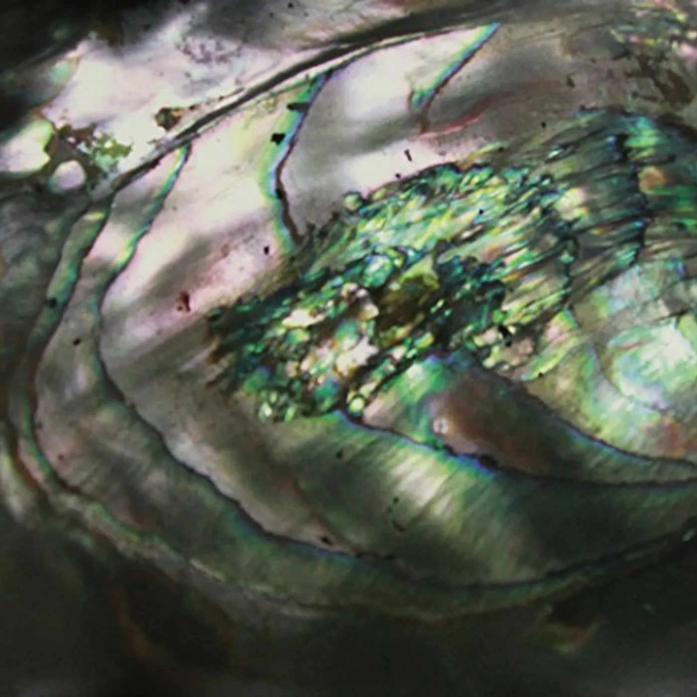 Tasseomancy Ulalume Vinyl Record