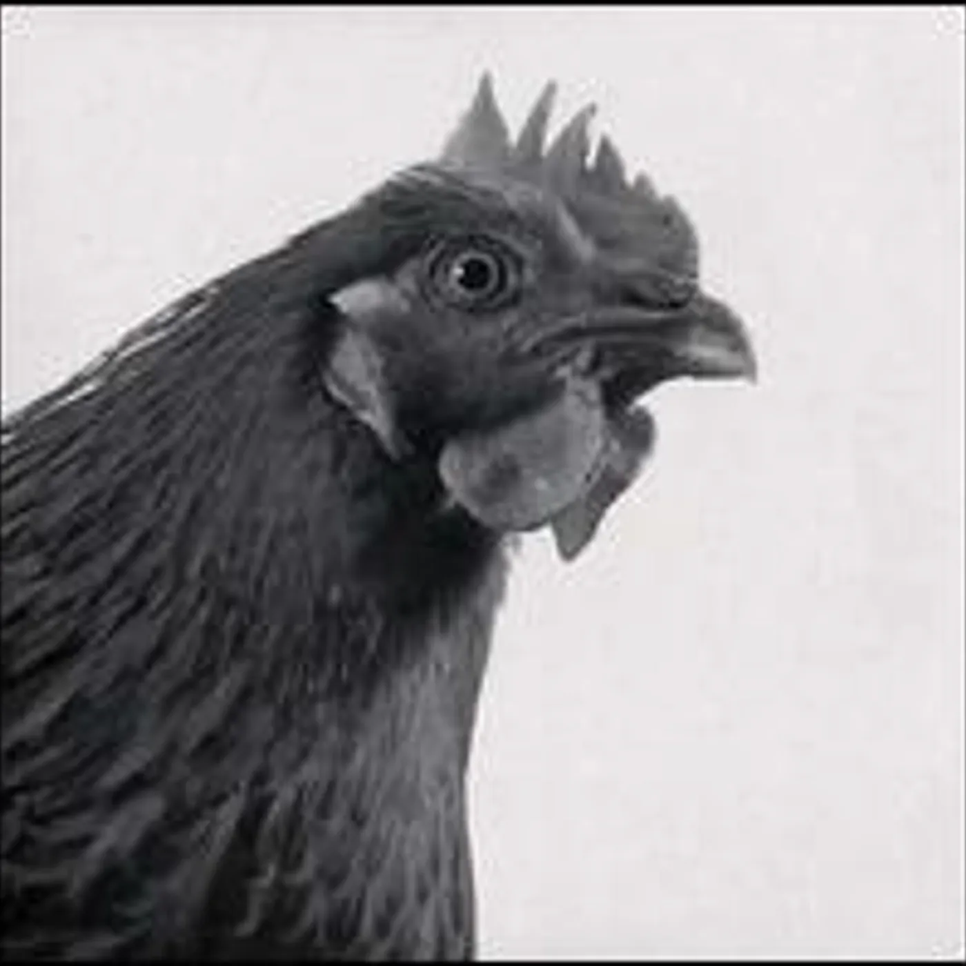 Kotelett & Zadak KRNMMEL Vinyl Record