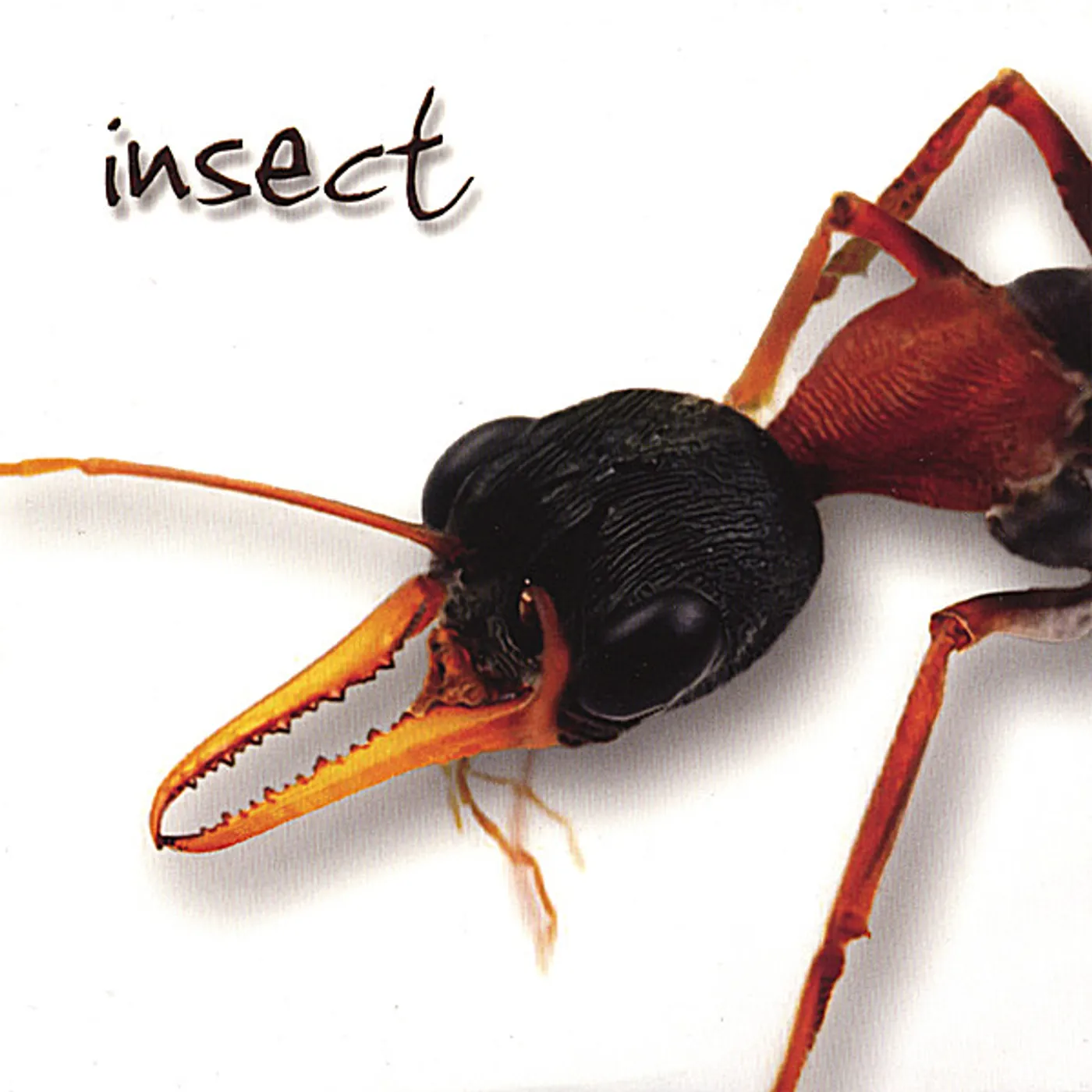 INSECT CD