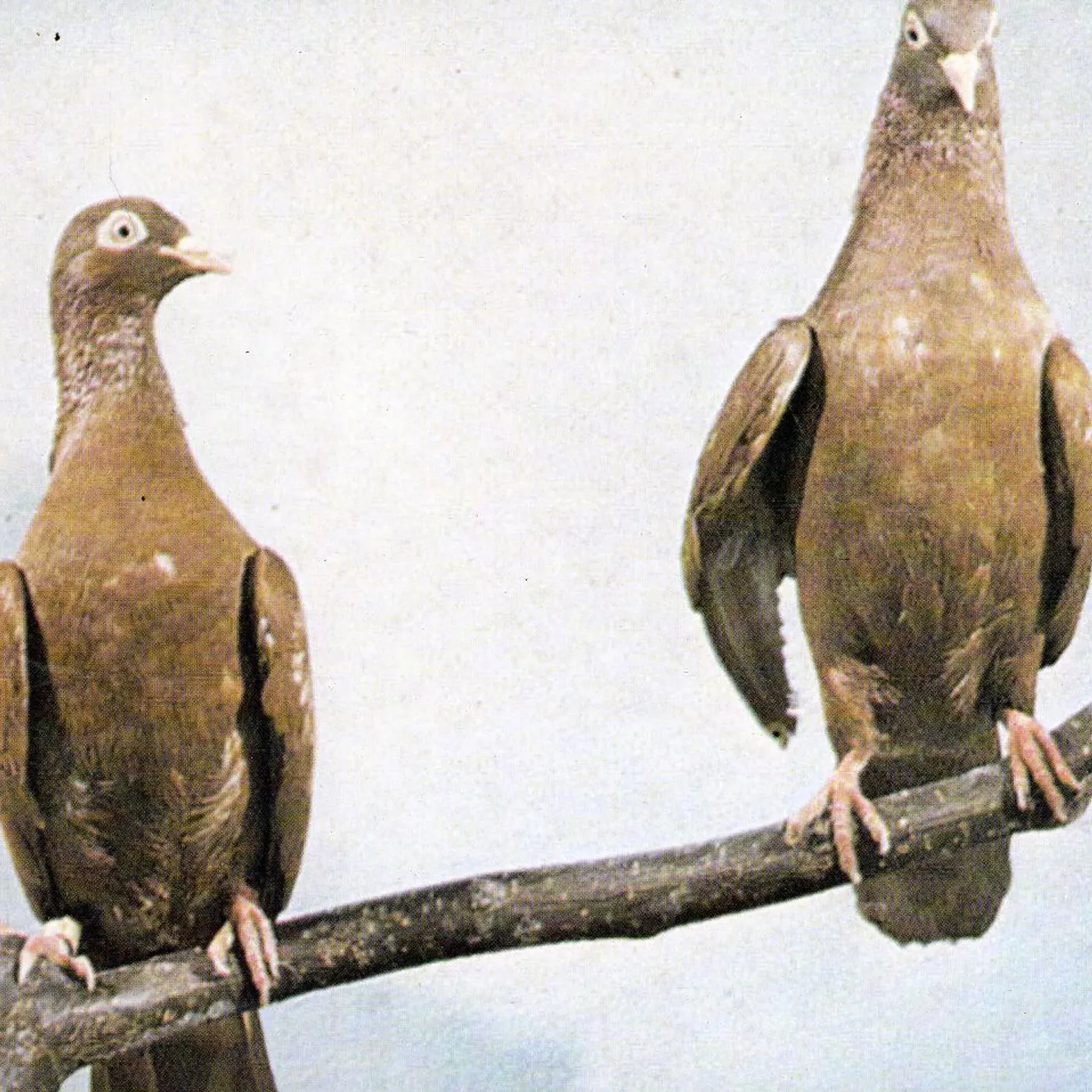 J.C. Satàn HELL DEATH SAMBA CD